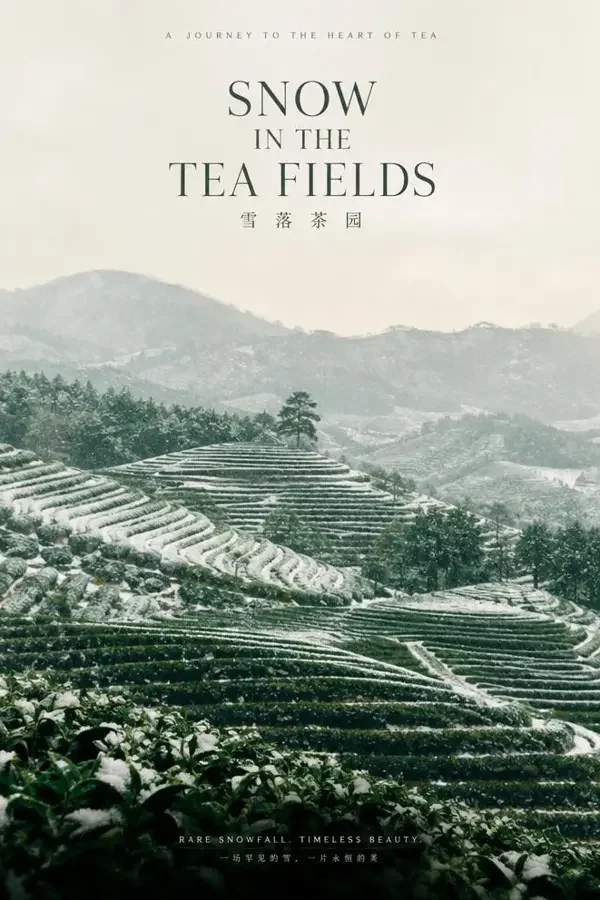 雪落茶山封面