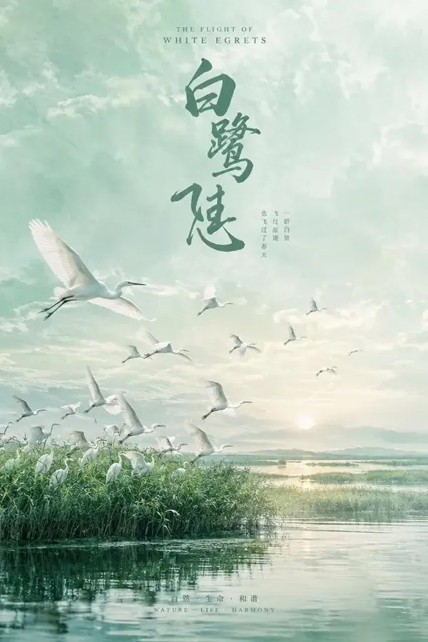 白鹭湾海报，电影，自然·剧情·生态